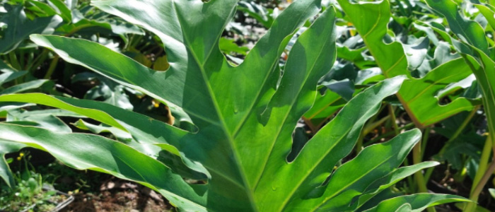 Guaimbê: aprenda a cultivar essa planta brasileira