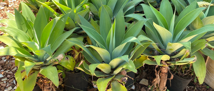 Agave Dragão: forma escultural e baixa manutenção