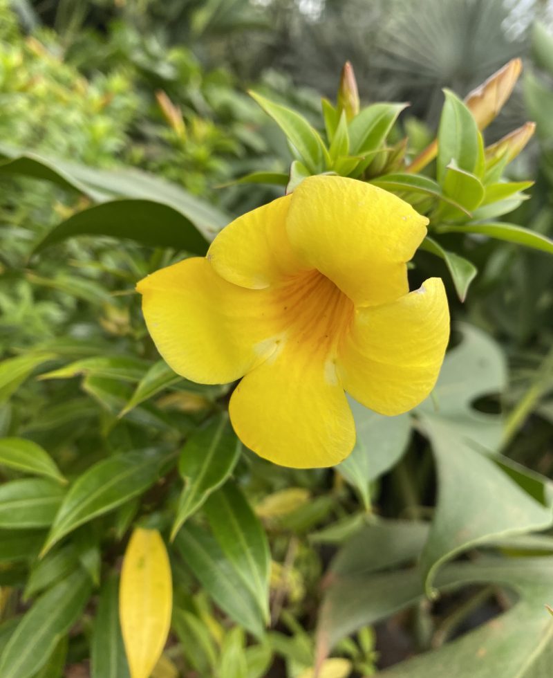 alamanda amarela